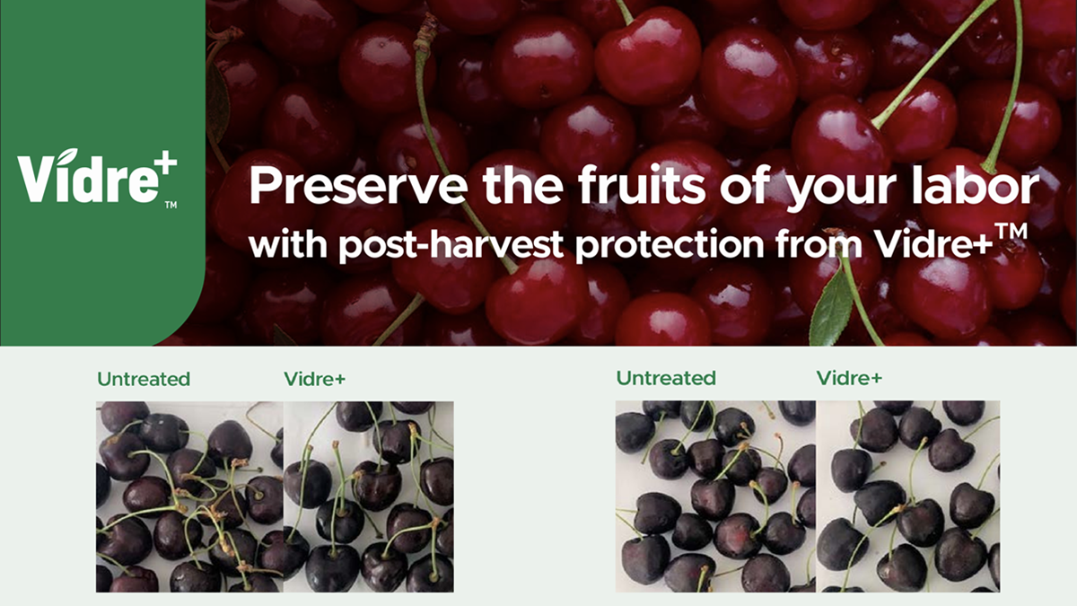 Cómo alargar la frescura de las cerezas.png